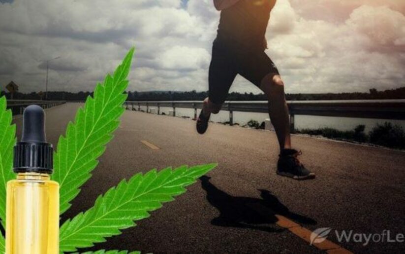 Image for How Can CBD Benefit MMA Fighters and Athletes?